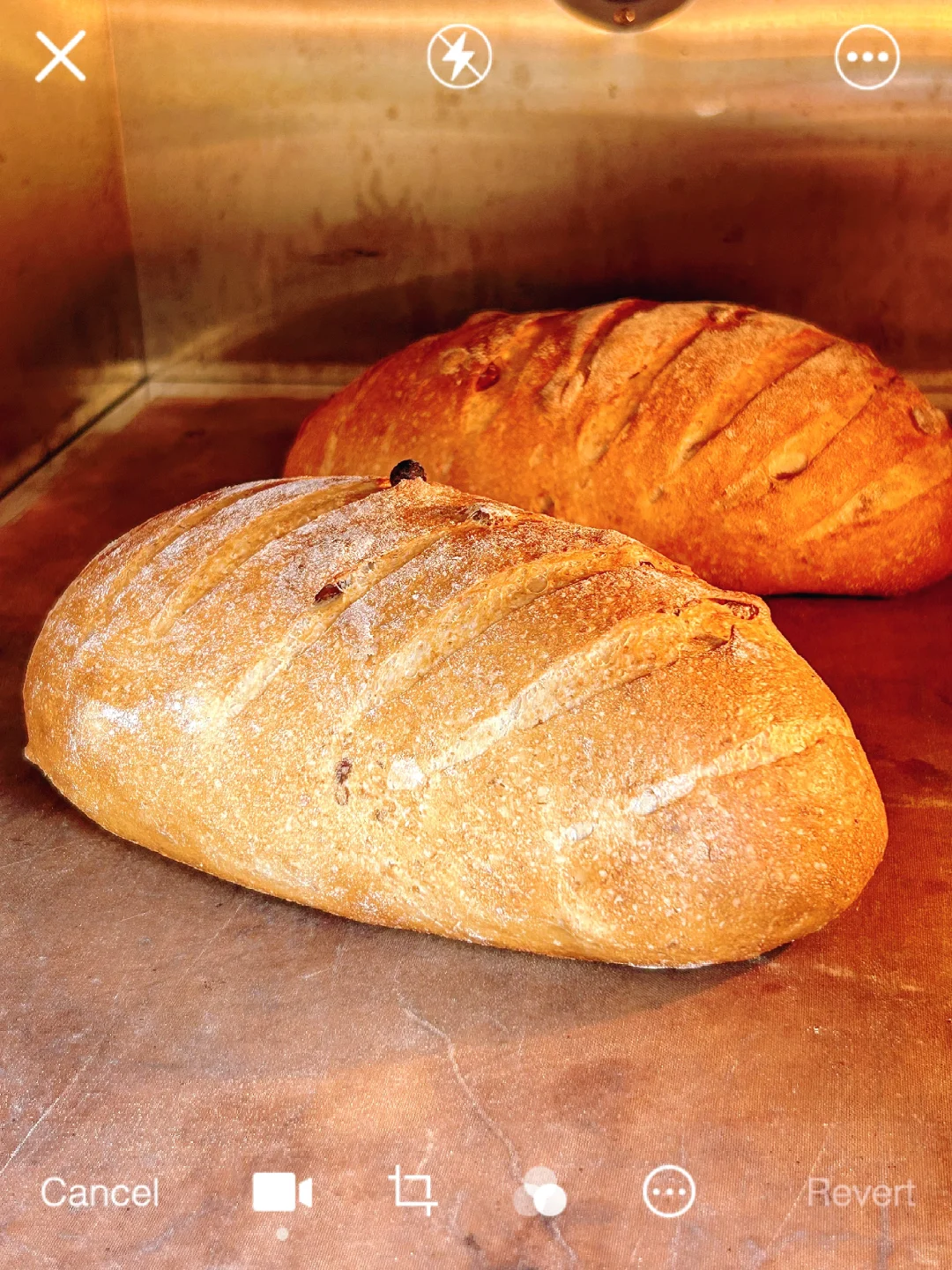 全麦·核桃|葡萄干·软欧 |记录分享