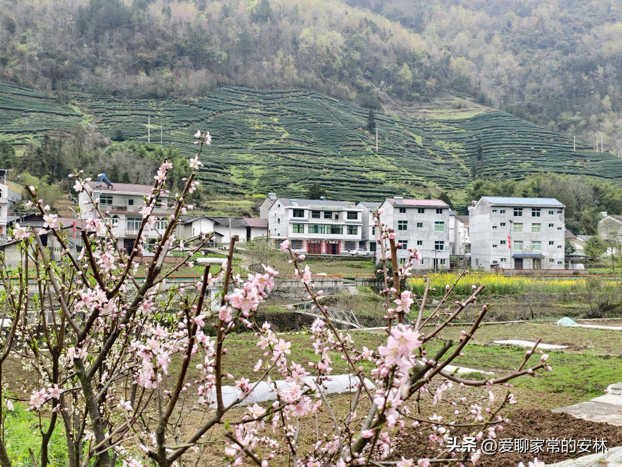 桃花、茶园、农家小洋楼，一副美丽的陕南春早图！多么的和谐。几场春雨，催绿了茶芽，
