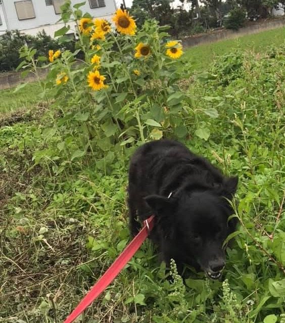 每日萌宠打卡萌宠今天臉📖回顧5年前，正好是我家緣緣滿滿在向日葵🌻下的留影❤️