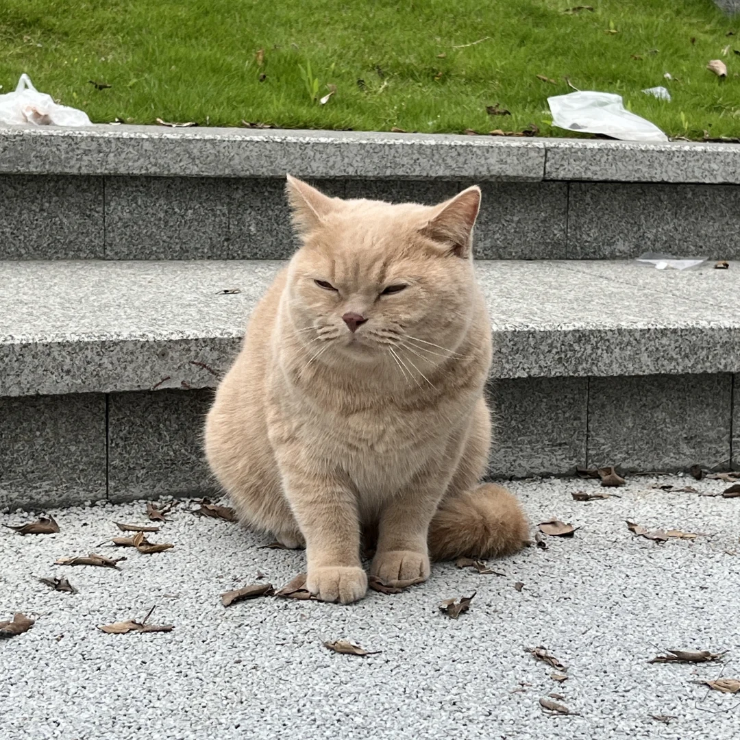 你见过鬼迷日眼的猫吗？