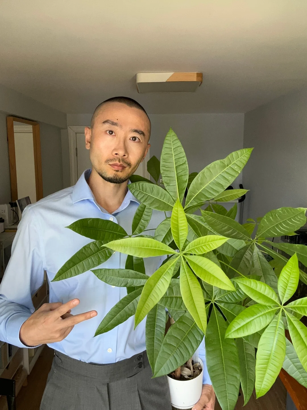 自己播种的发财树宝宝长大了