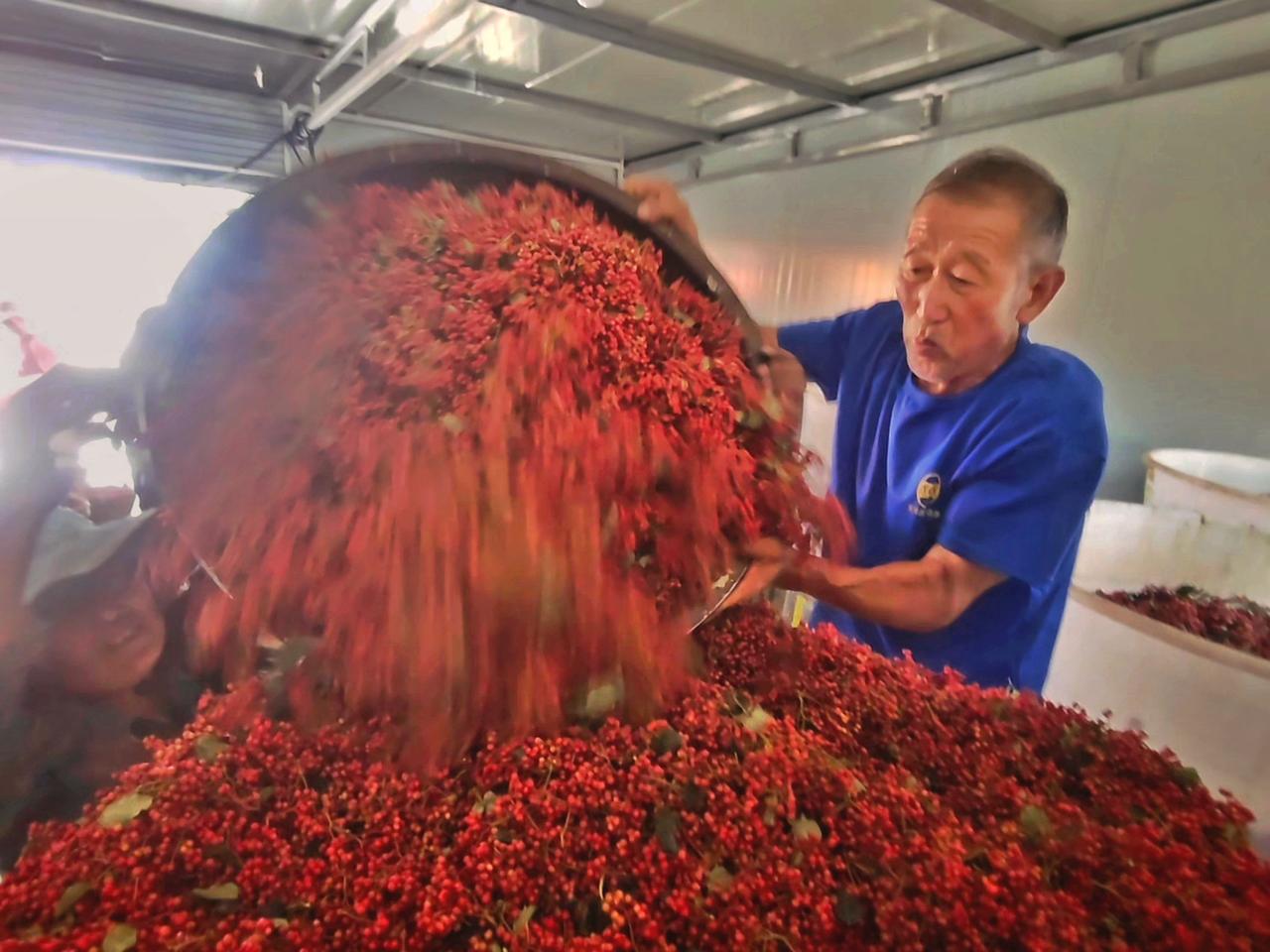 凤县花椒