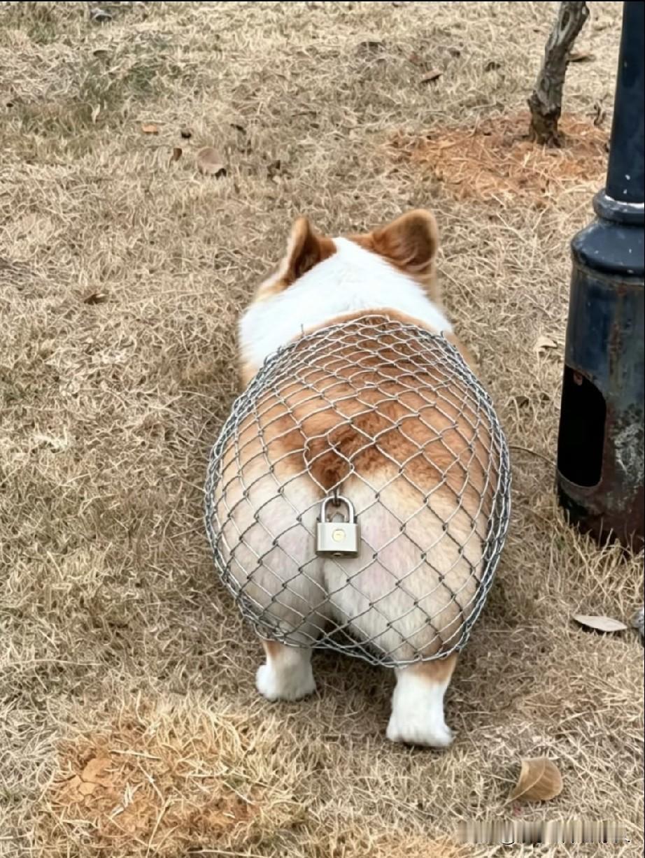 狗主人真是人才，这下不怕被大黄狗嚯嚯了