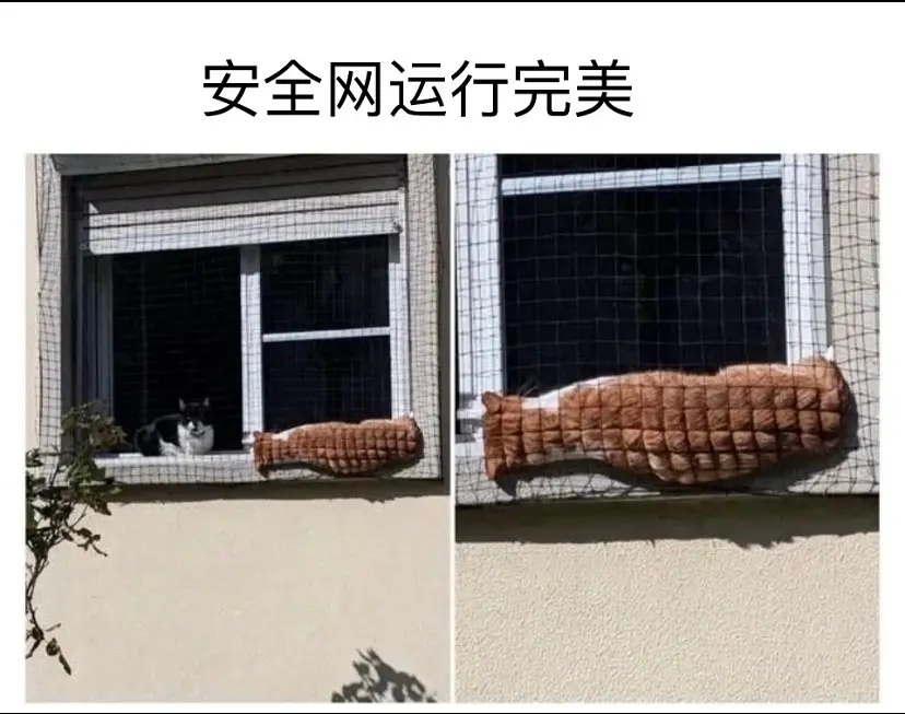安全网网住了一条“美猫鱼”。 