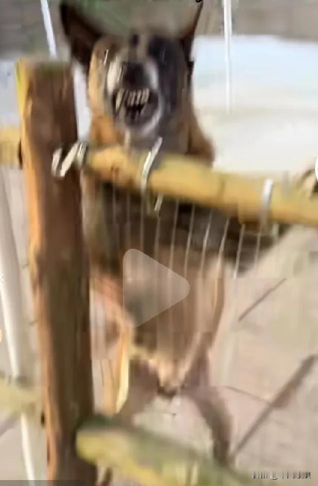 发狂的马犬冲出来咬人，主人放出正义的杜滨教它怎样做狗，以牙还牙。以爆制爆，主人指