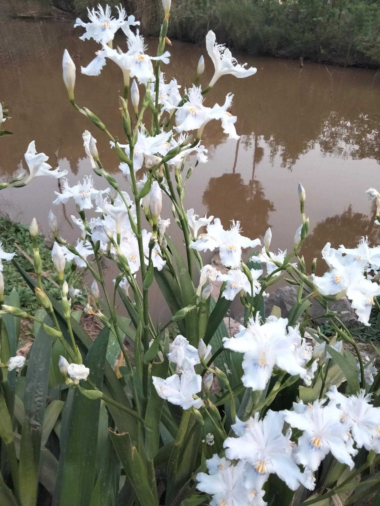 鸢尾，别名蛤蟆七，冷水丹，扁竹叶，燕子花，鸭屁股……
多年生草本
鸢尾有白色，蓝