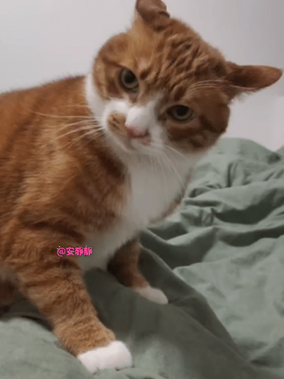 🐱：这个家一天也呆不下去了，天冷还不让人睡床