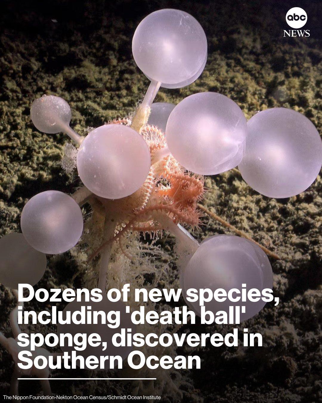 南大洋深处惊现30种新物种：食肉“死亡球”海绵成焦点

在地球最偏远的角落之一—