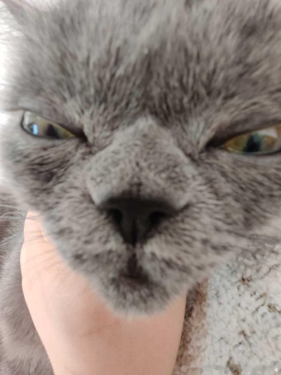49246【丑猫】 