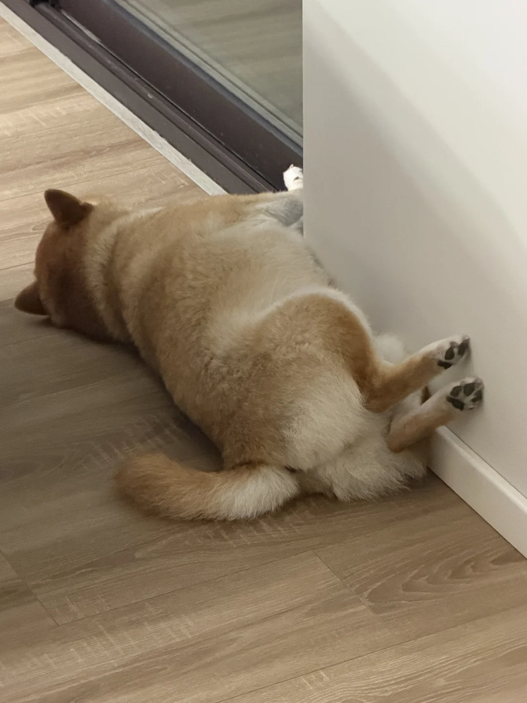 柴犬迷人睡姿