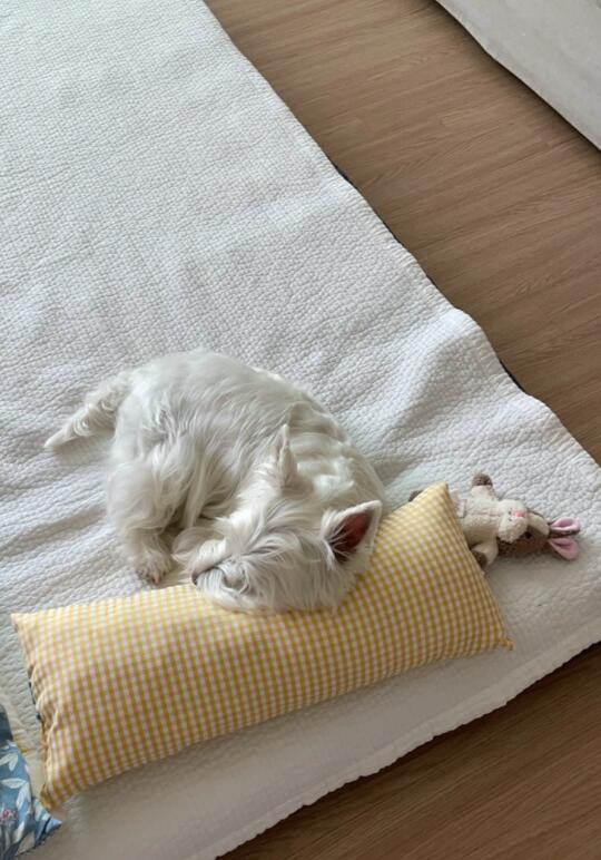小狗喜欢枕枕头