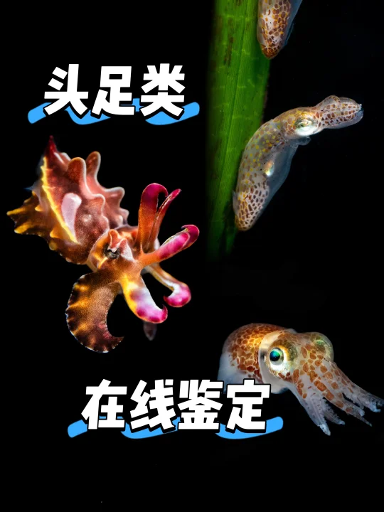 【鉴定】潜水员们，用你们拍的克苏鲁考验我吧！