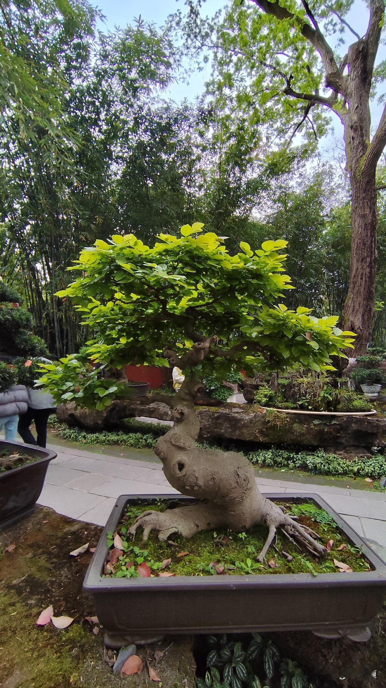 分享你随手拍的风景四川成都武侯祠内的优美盆景