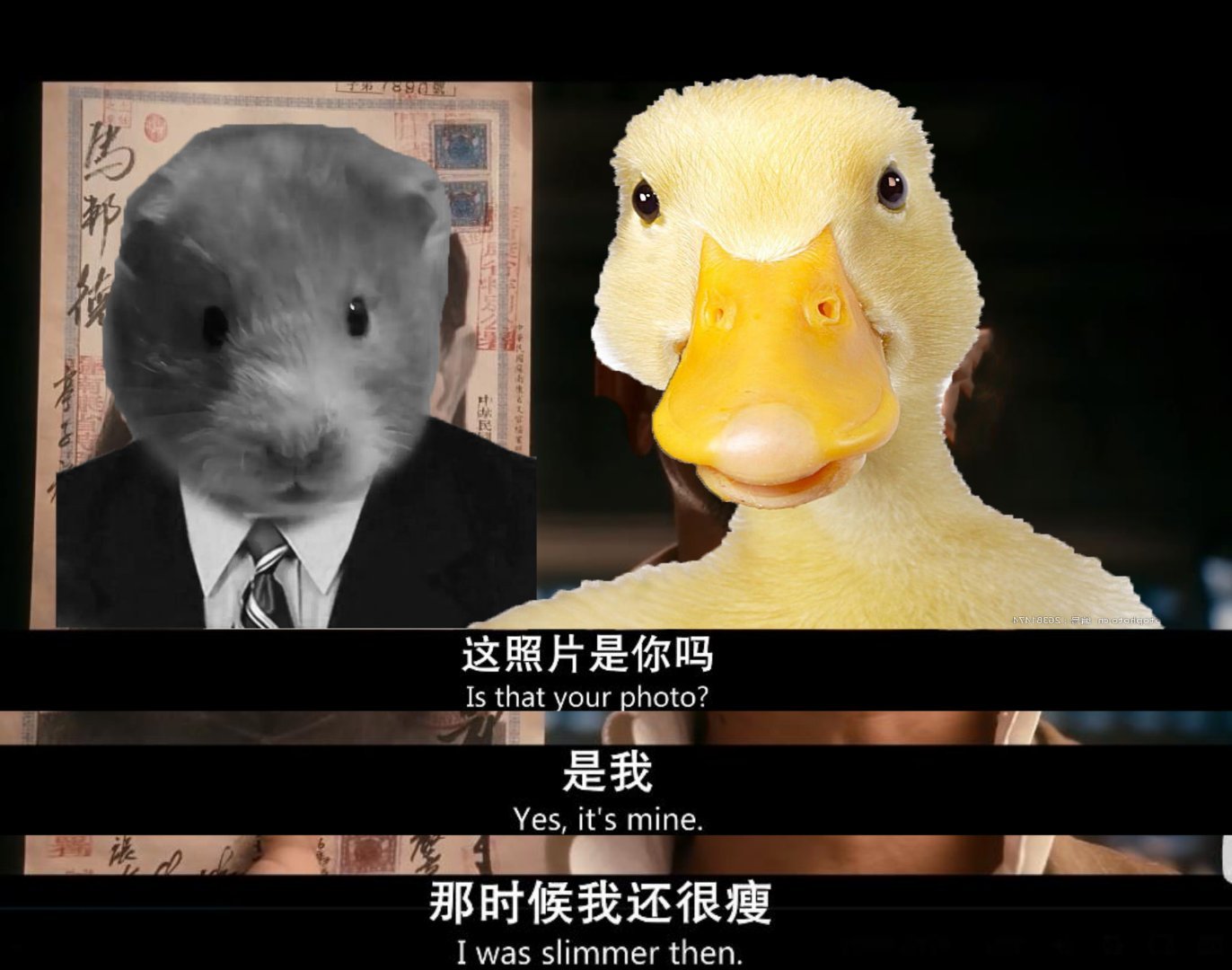 鸭生北则为鹅，鼠生南则为鸭。 