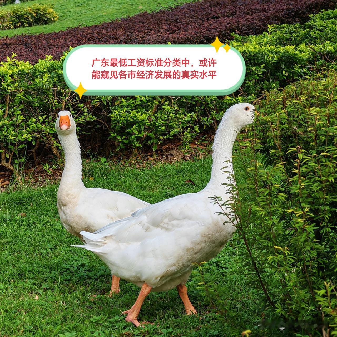 从省政府调整最低工资标准的举措中，可窥见广东21市经济发展水平的真实情况或现状。