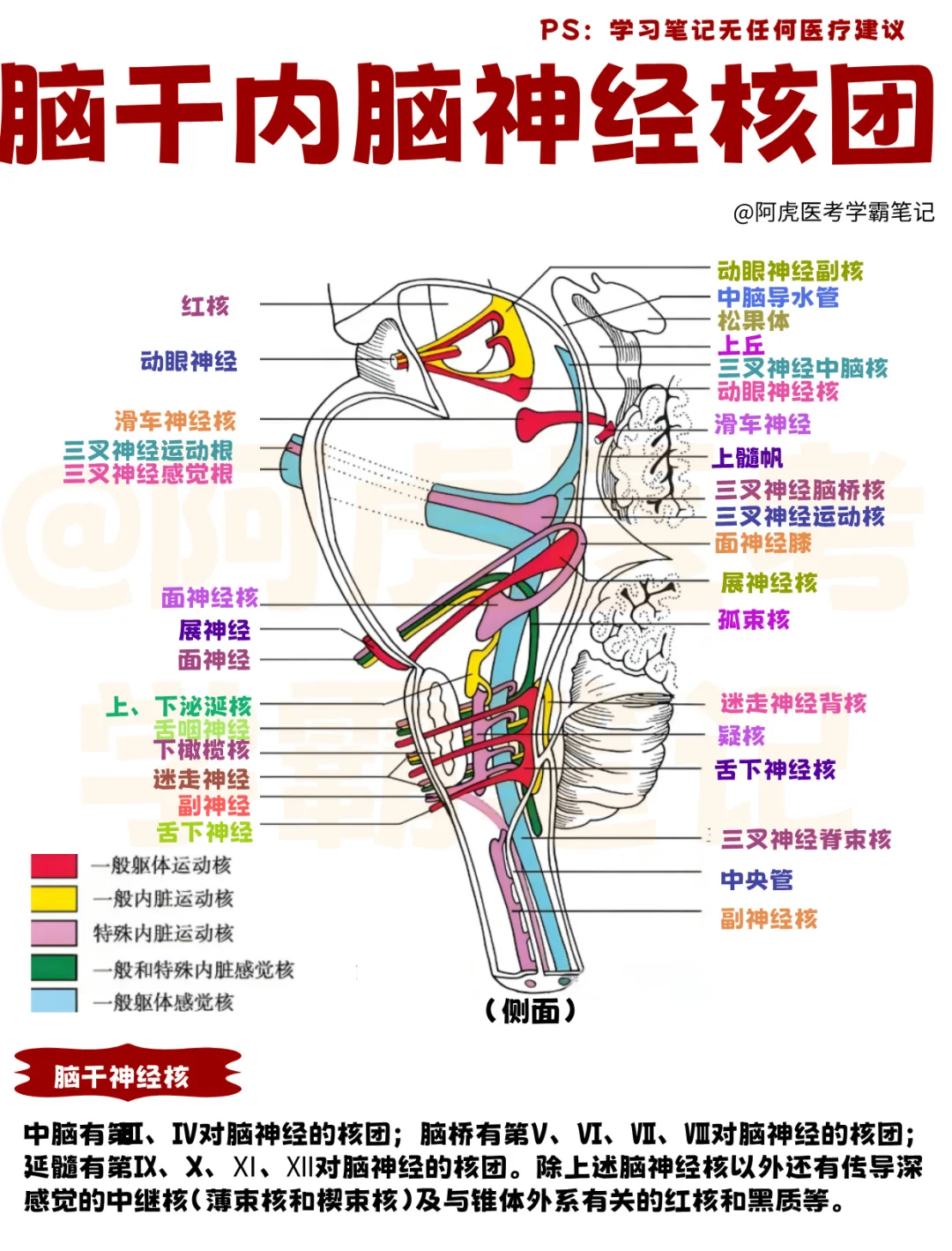 医学生笔记📒｜脑干内脑神经核团👆