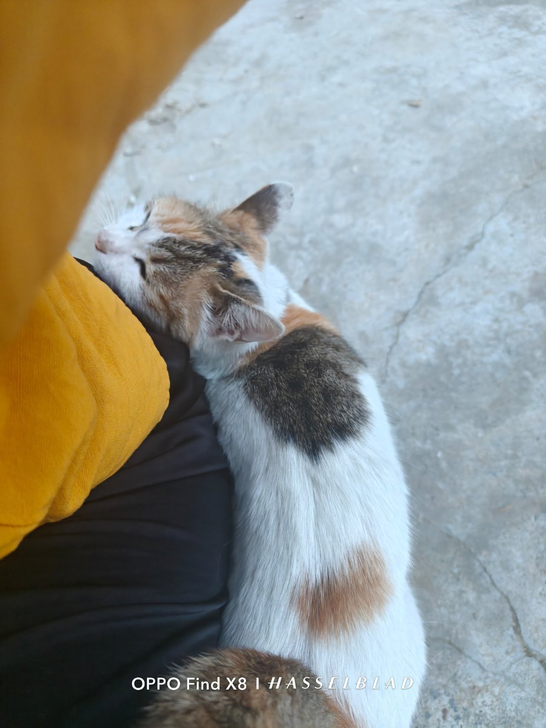 第一次见面的猫咪就这样严丝合缝的贴着[笑cry]我还蛮招小动物和小baby喜欢的