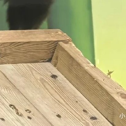 熊猫守护者 善良是春日里的和煦微风，善良是炎热夏日的清凉饮品，善良是秋日收获的喜