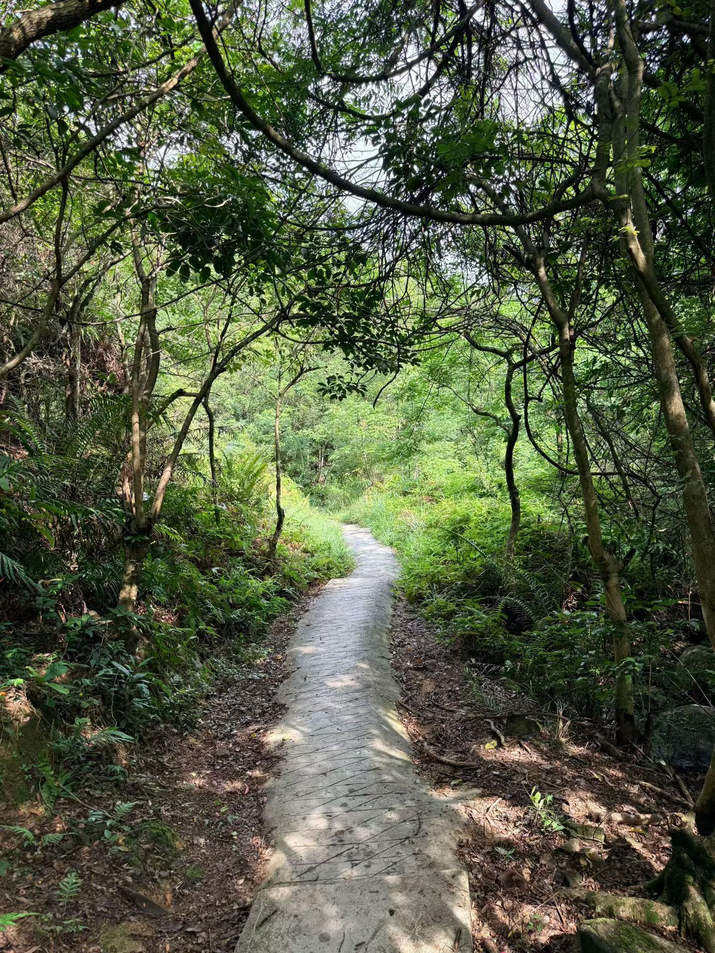 还算可以爬的一小段荒无人烟的山路，不过嘛！确实没人