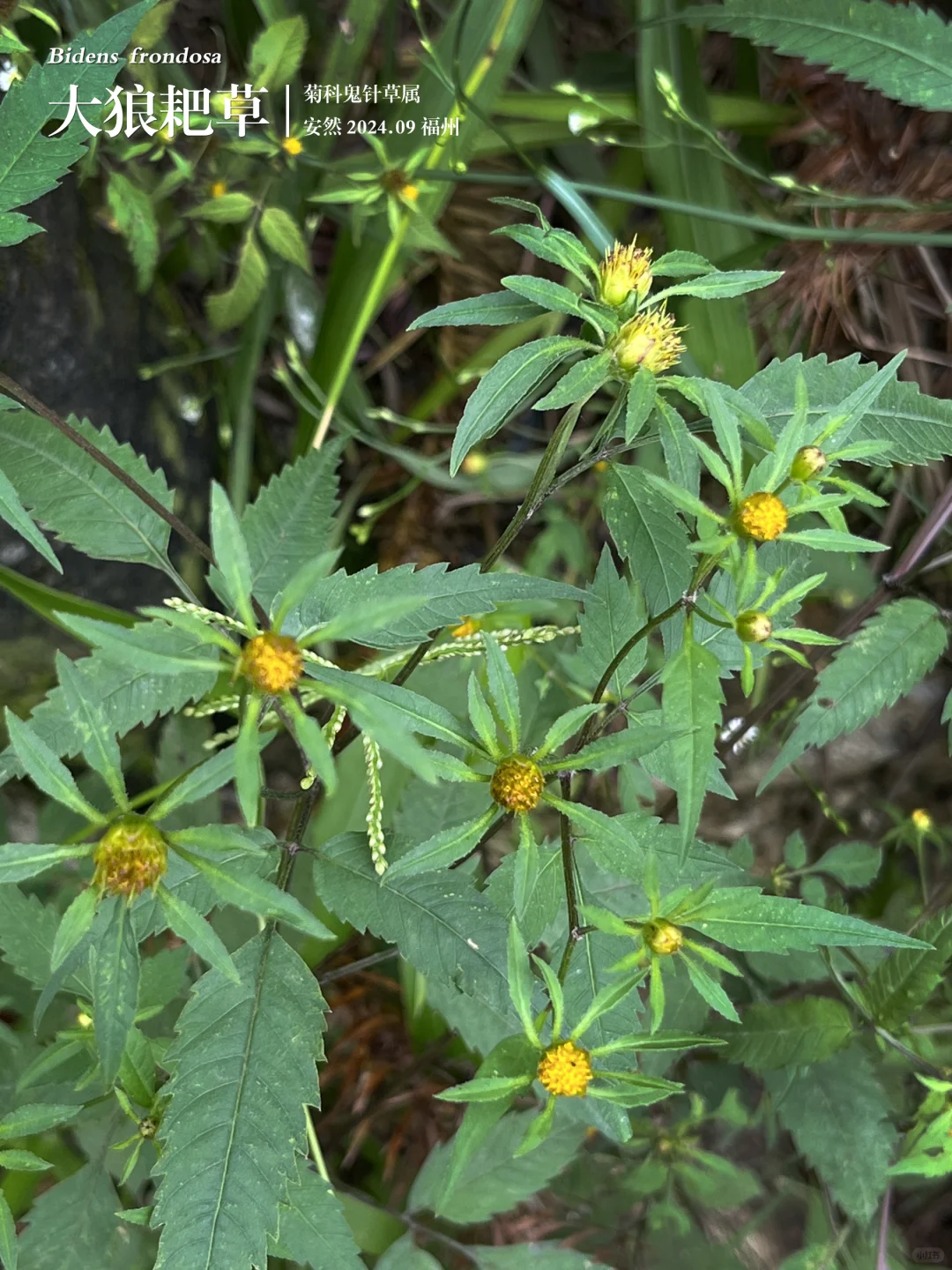 福州植物打标467｜大狼耙草