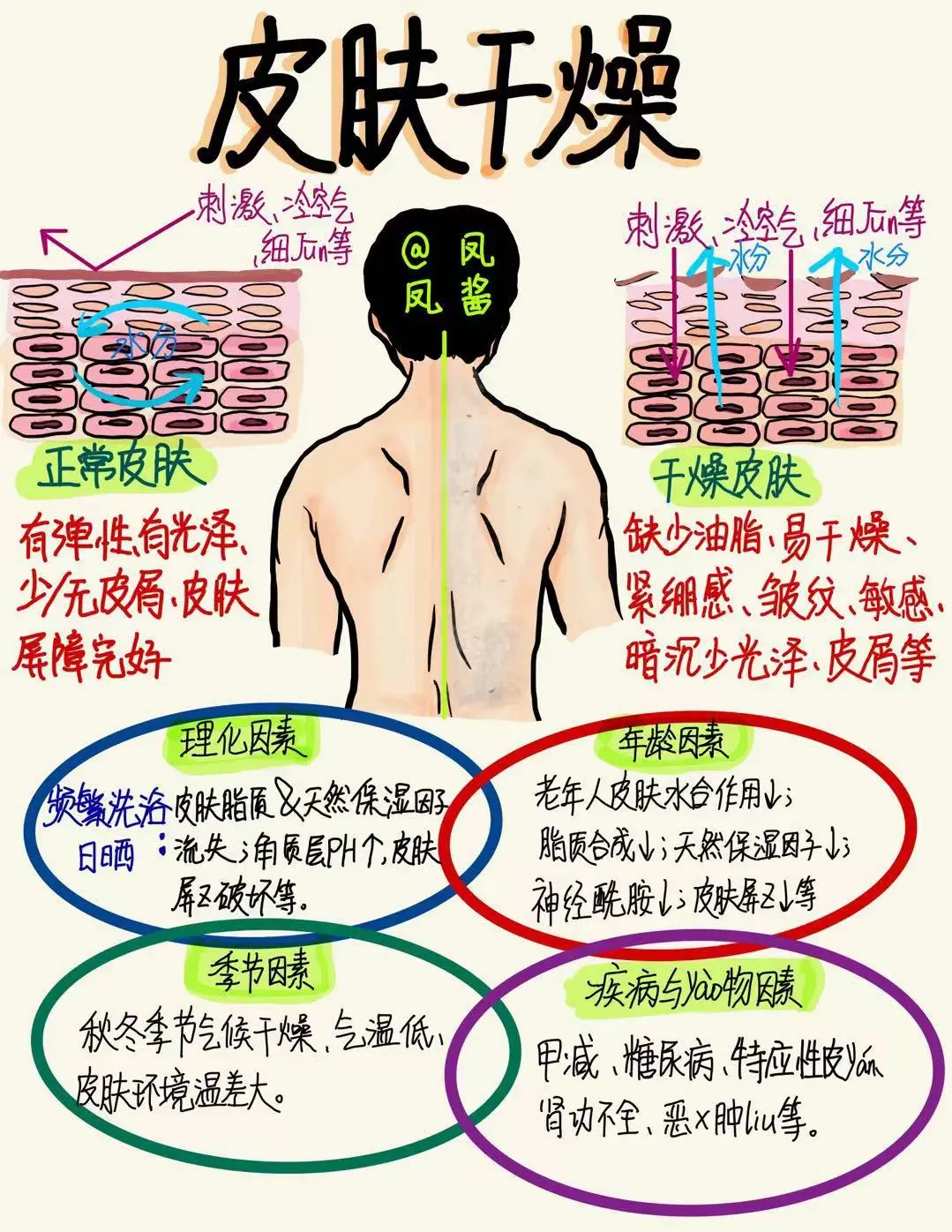 📖手绘科普｜皮肤干燥的真相与应对😎