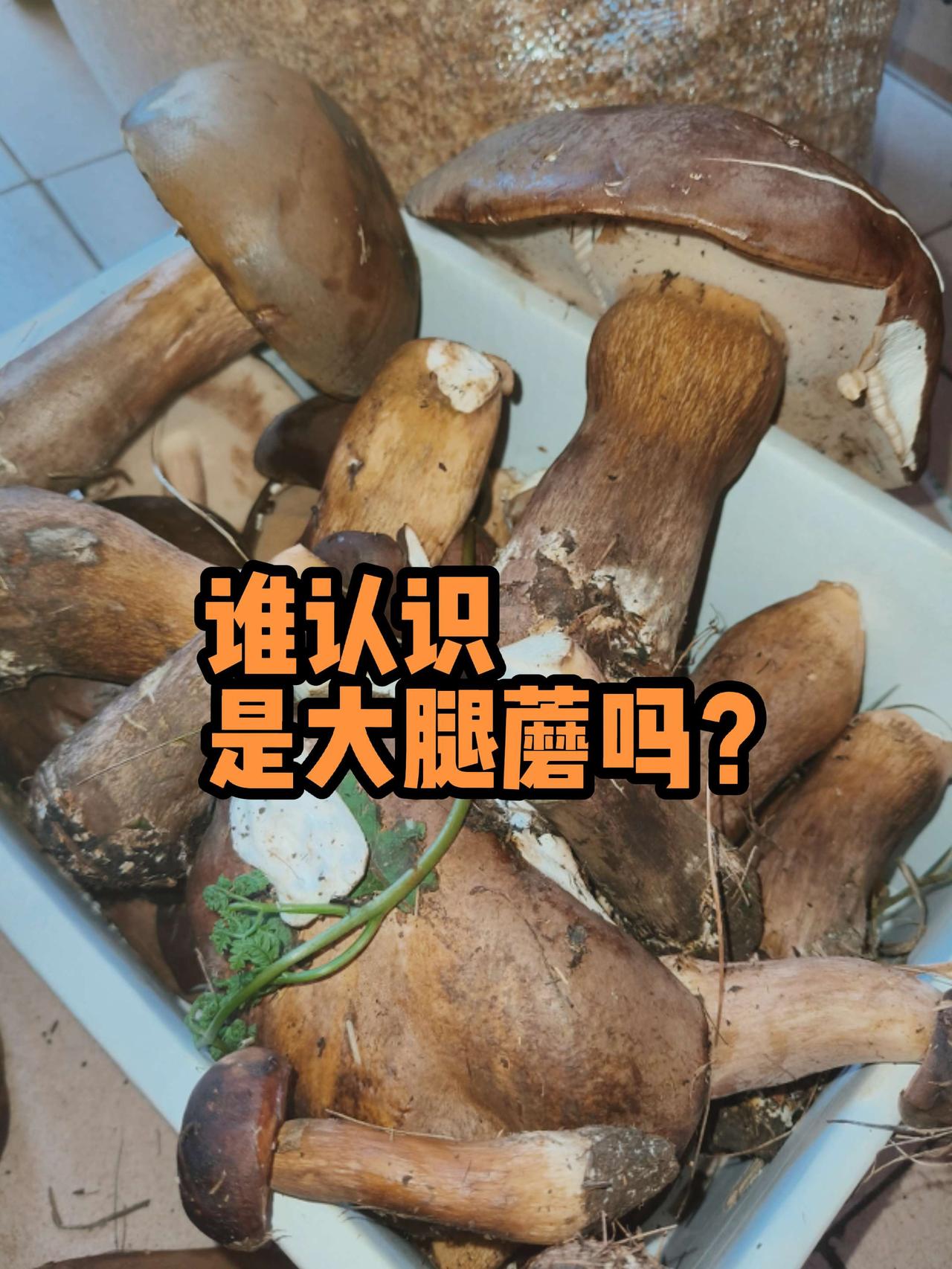谁认识，这个是大腿蘑吗？怎么吃？采了一堆蘑菇，是不是大腿蘑，有认识的吗？怎么吃好