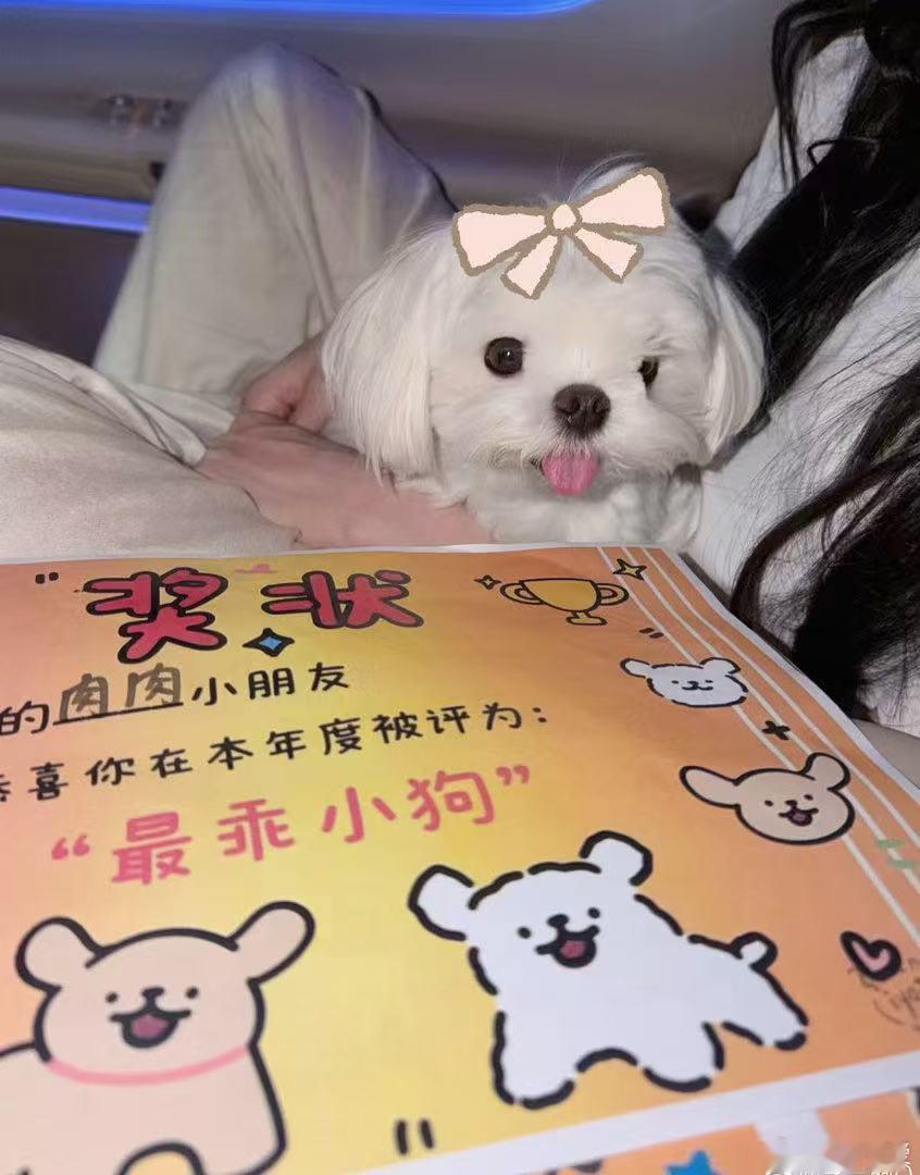 李一桐孟子义小狗hi6贴贴 李一桐带着肉肉打卡好六，橱窗里刚好摆着孟子义的巧克力