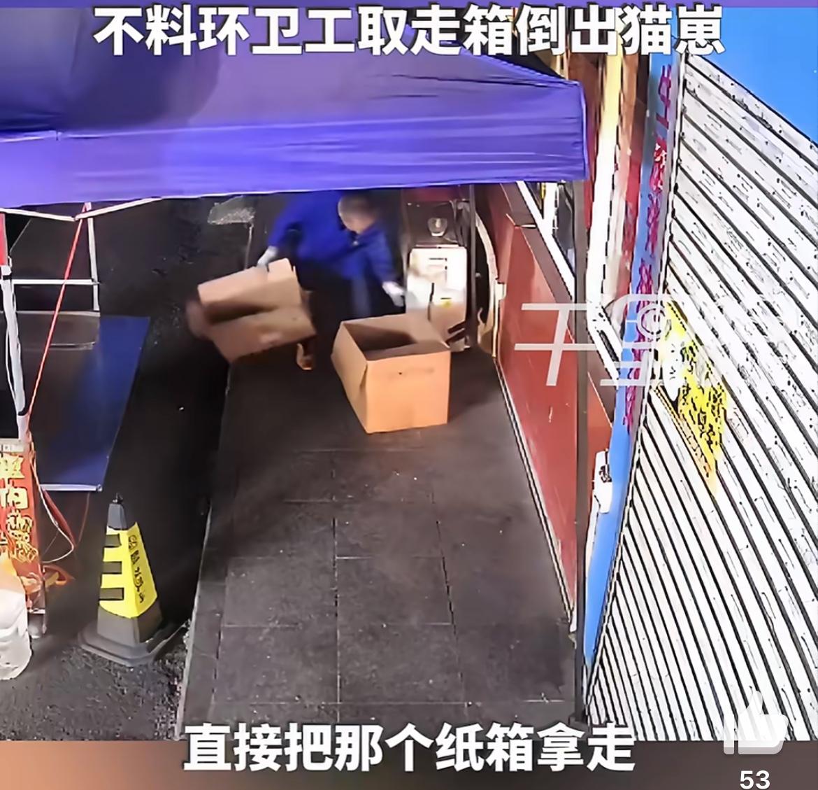 广西贺州一环卫工为捡一个纸箱，抄了流浪猫一家6口的家。这个流浪猫下了5个崽，天气