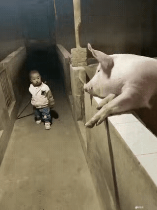 这猪怕是成精了！

主人看见猪趴在圈栏上，怕它跳出来，正想动手赶。孩子却抢过棍子