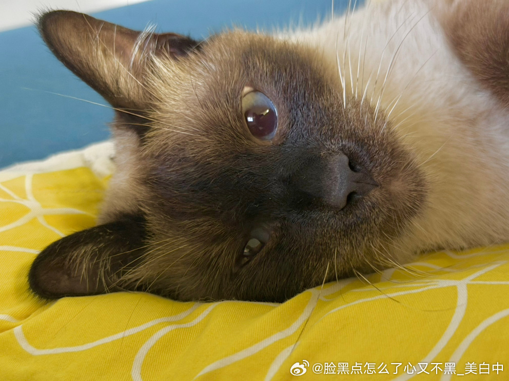 4003只黑脸好久没给老师投稿了！来投一个被吵醒以后一直黑着脸的逼罗 