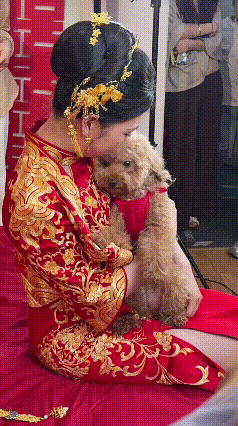 看完视频心里满是动容，这只小狗是新娘从小亲手养大的。新娘紧紧抱着它，能看得出心里