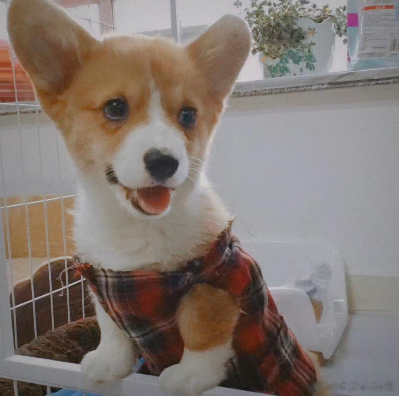小狗狗🤏🏻😁😁😁想念幼年体长短袜 