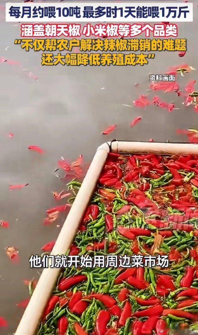 鱼塘主坚持2年用辣椒喂鱼 广东人:这鱼清蒸不了