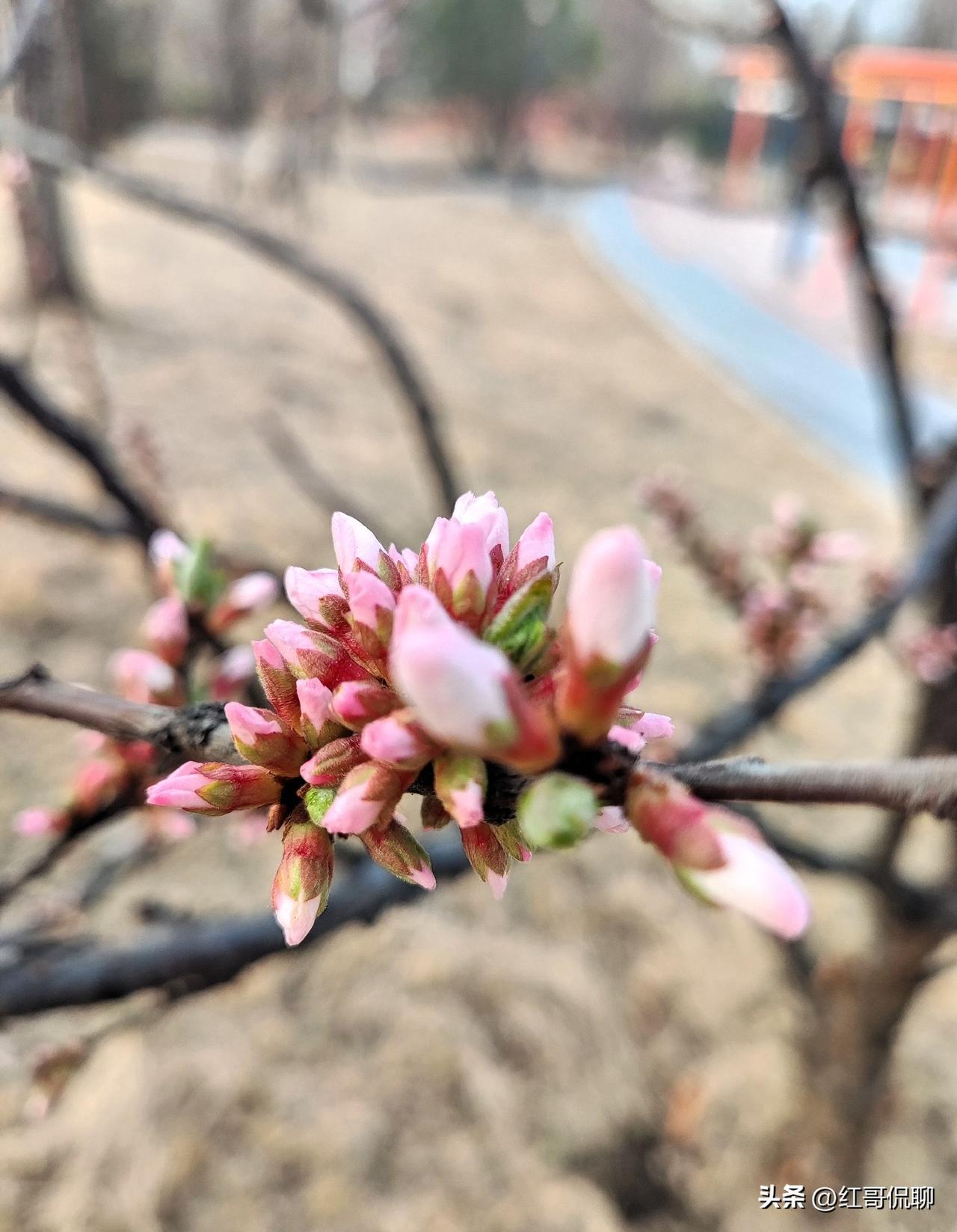 春风轻抚梅花枝，
花苞簇蔟映春晖。