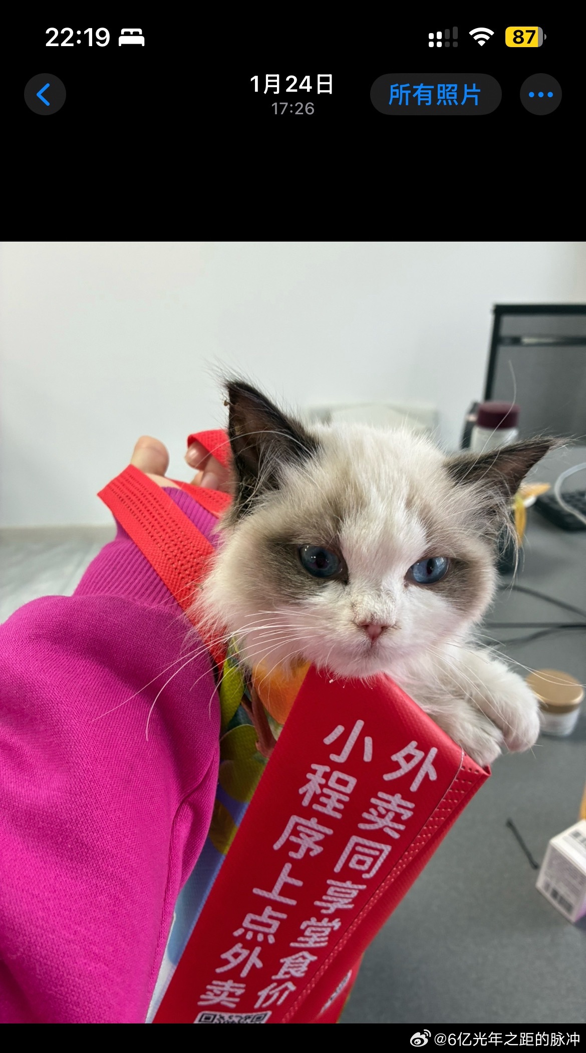 翻到一月刚捡来那天的仙女猫