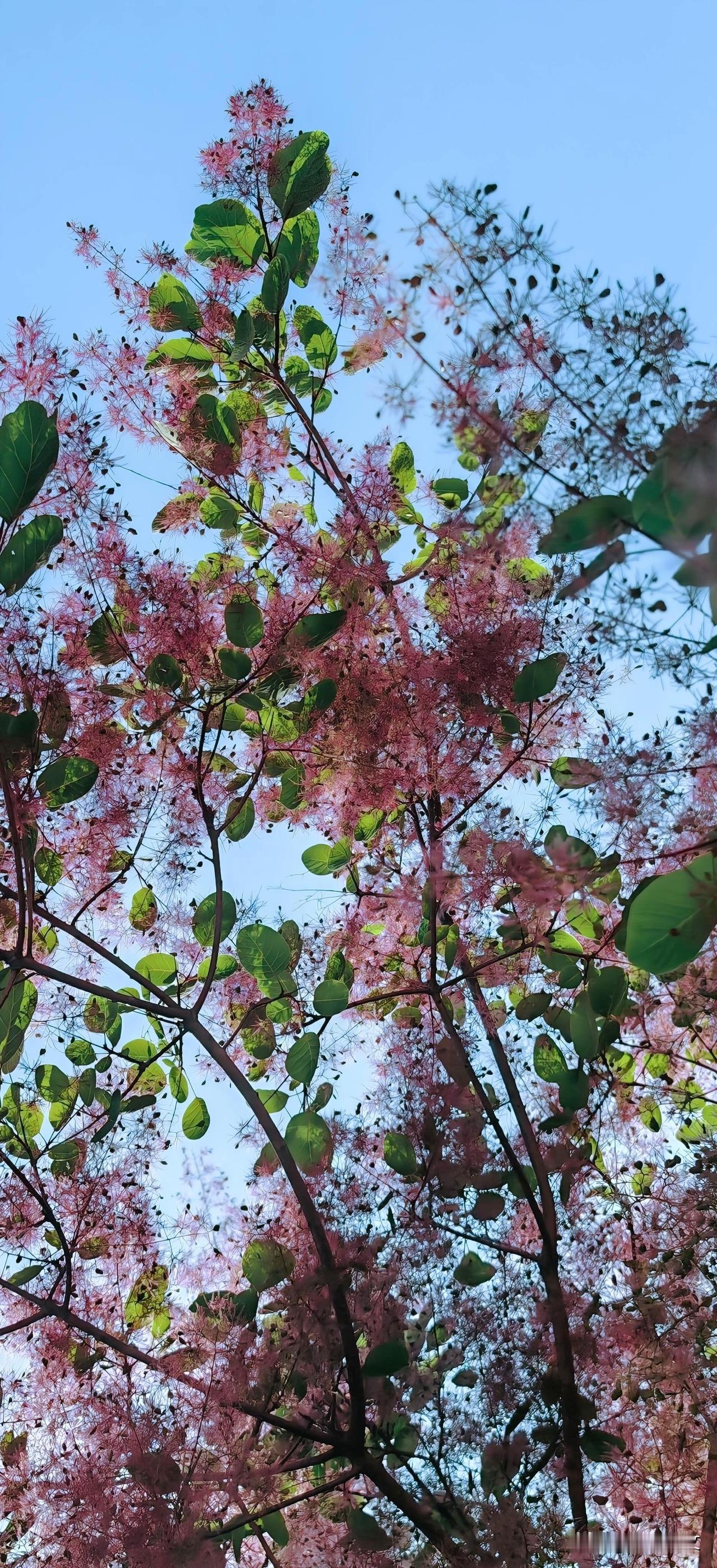 晒图笔记大赛欧洲黄栌开花时，美得像一场温柔的梦——满树如云似雾的粉紫色花序蓬松轻