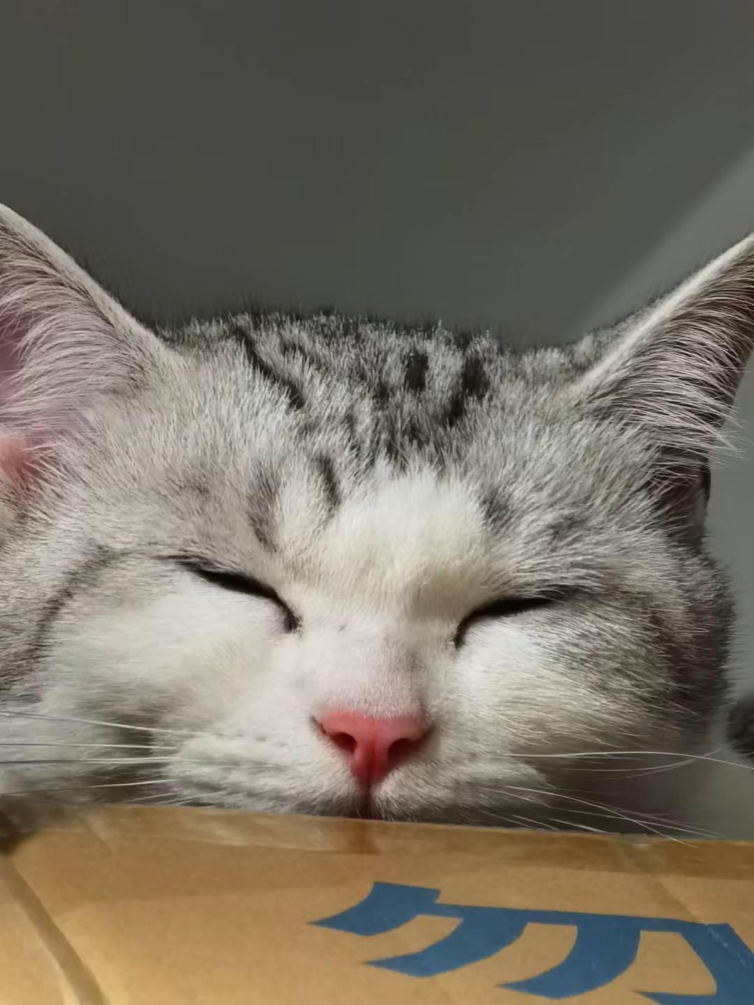 我的猫都太可爱了。对，确实没有正常🐱片#猫咪 #治愈猫咪 #这也太可爱了吧