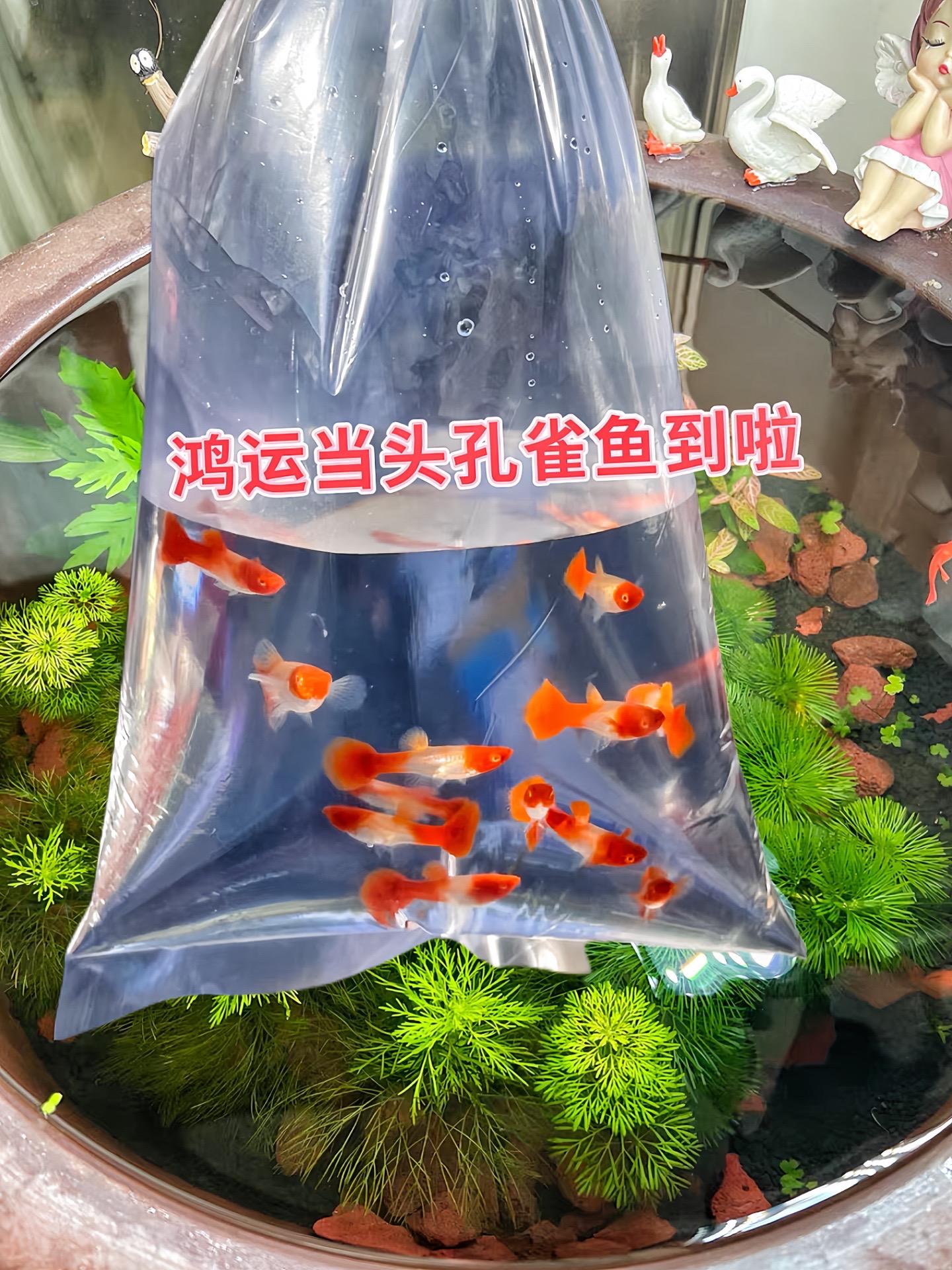想让家里生机勃勃吗？鸿运当头孔雀鱼绝对是你的不二之选！色彩斑斓的它们...