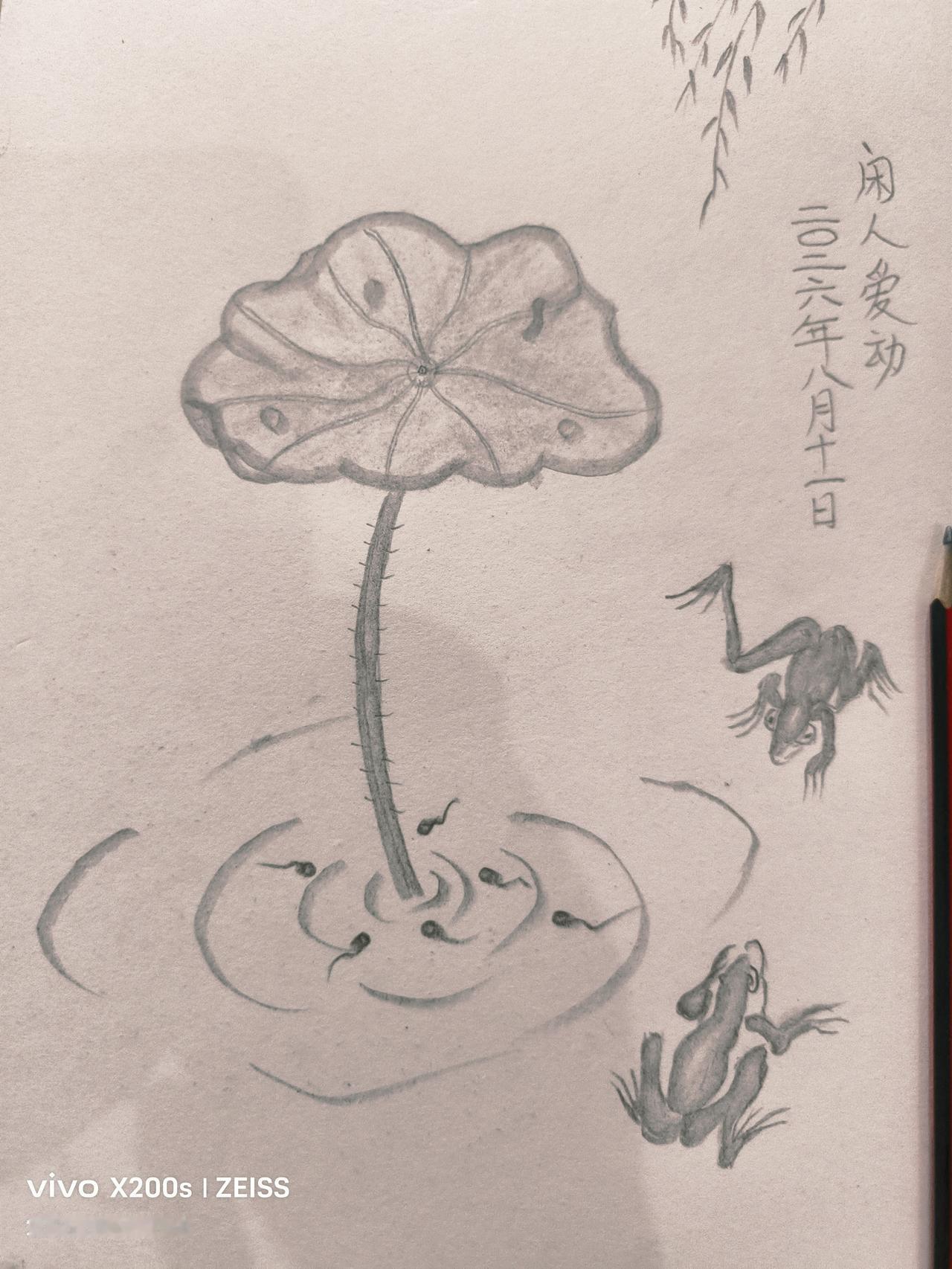 每日创作打卡铅笔画荷叶蝌蚪与蜻蛙。