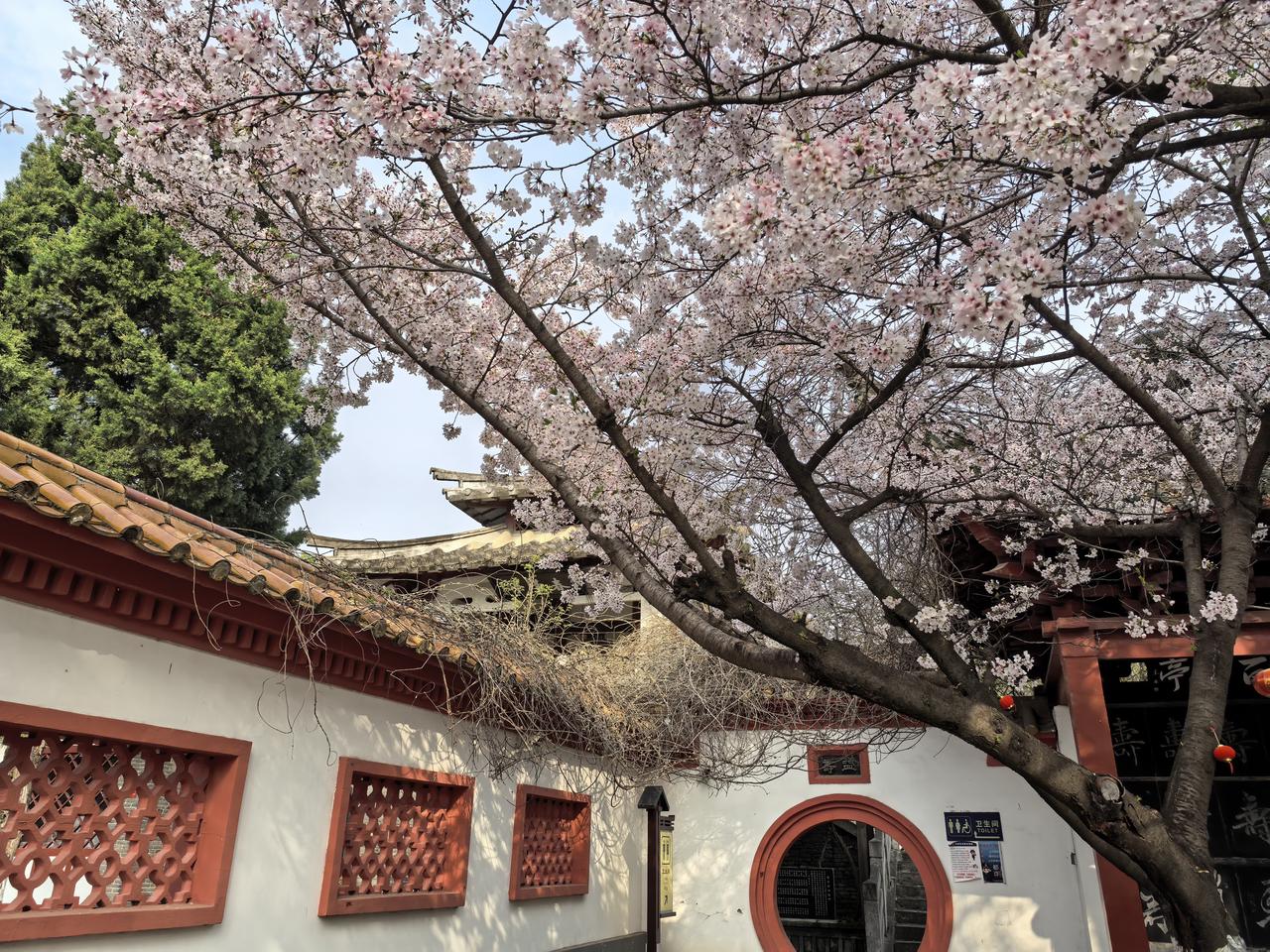 粉白的花瓣在阳光下闪耀着柔和的光芒，仿佛是大自然用最细腻的笔触描绘出的美景。
樱