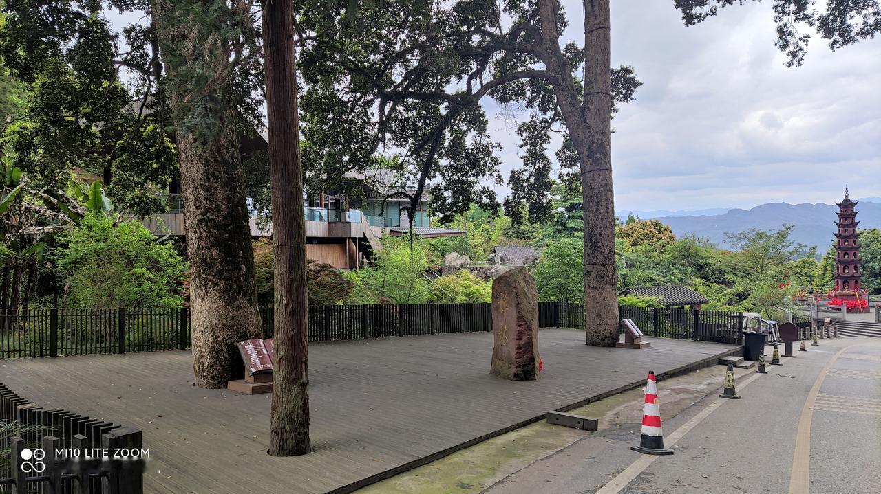 雅安荥经县桢楠王公园里的桢楠王树。这两棵树有1400年的历史，非常壮观，很有价值