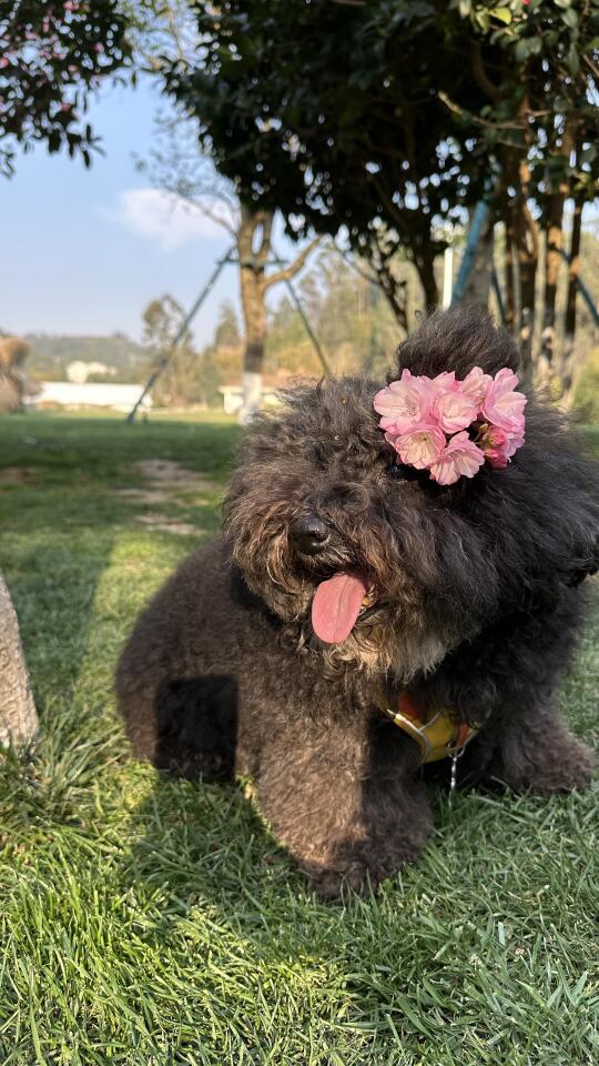 人啊，簪花小狗也可以