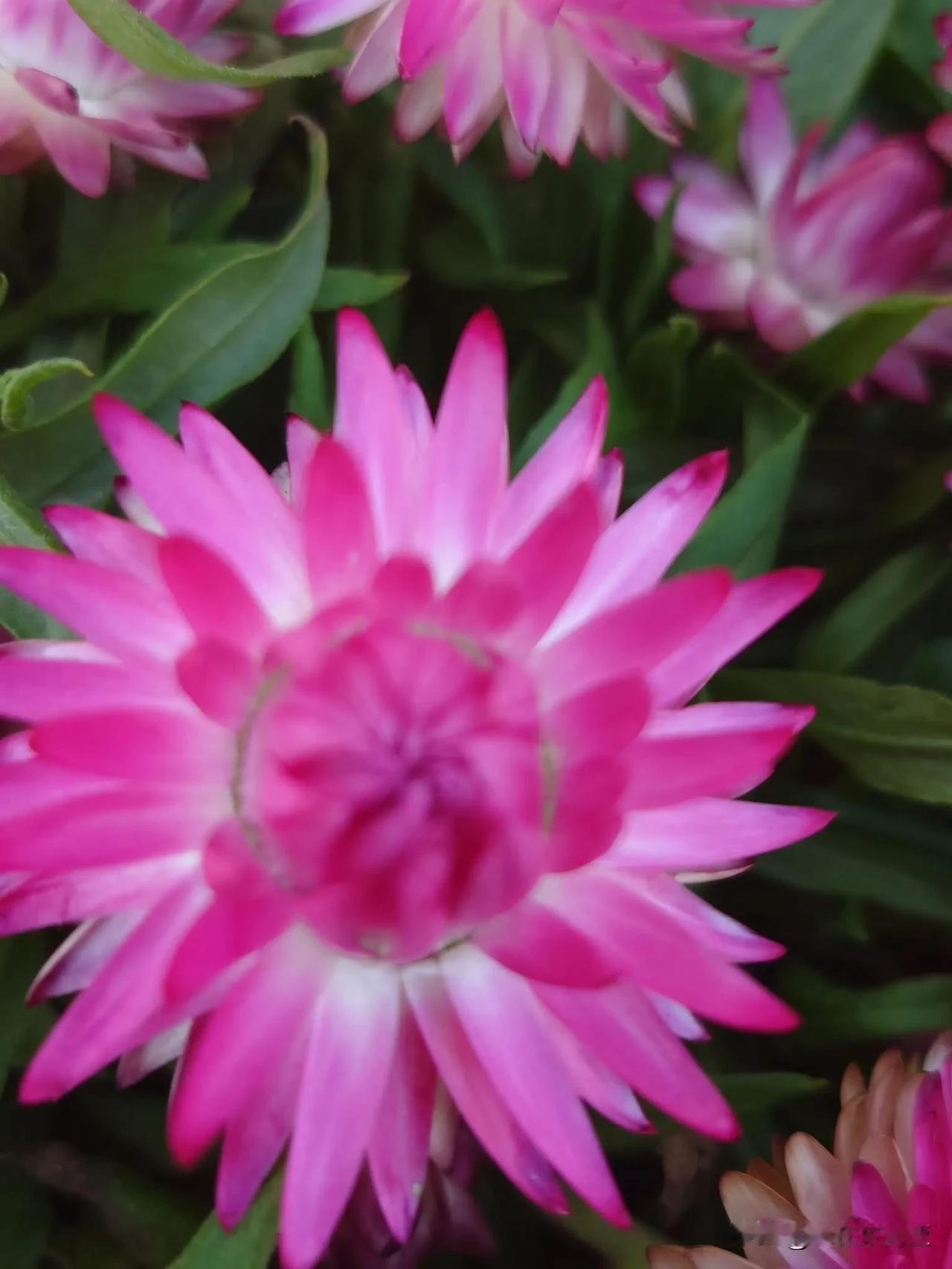 冬日生活打卡季七彩濱紛蠟菊