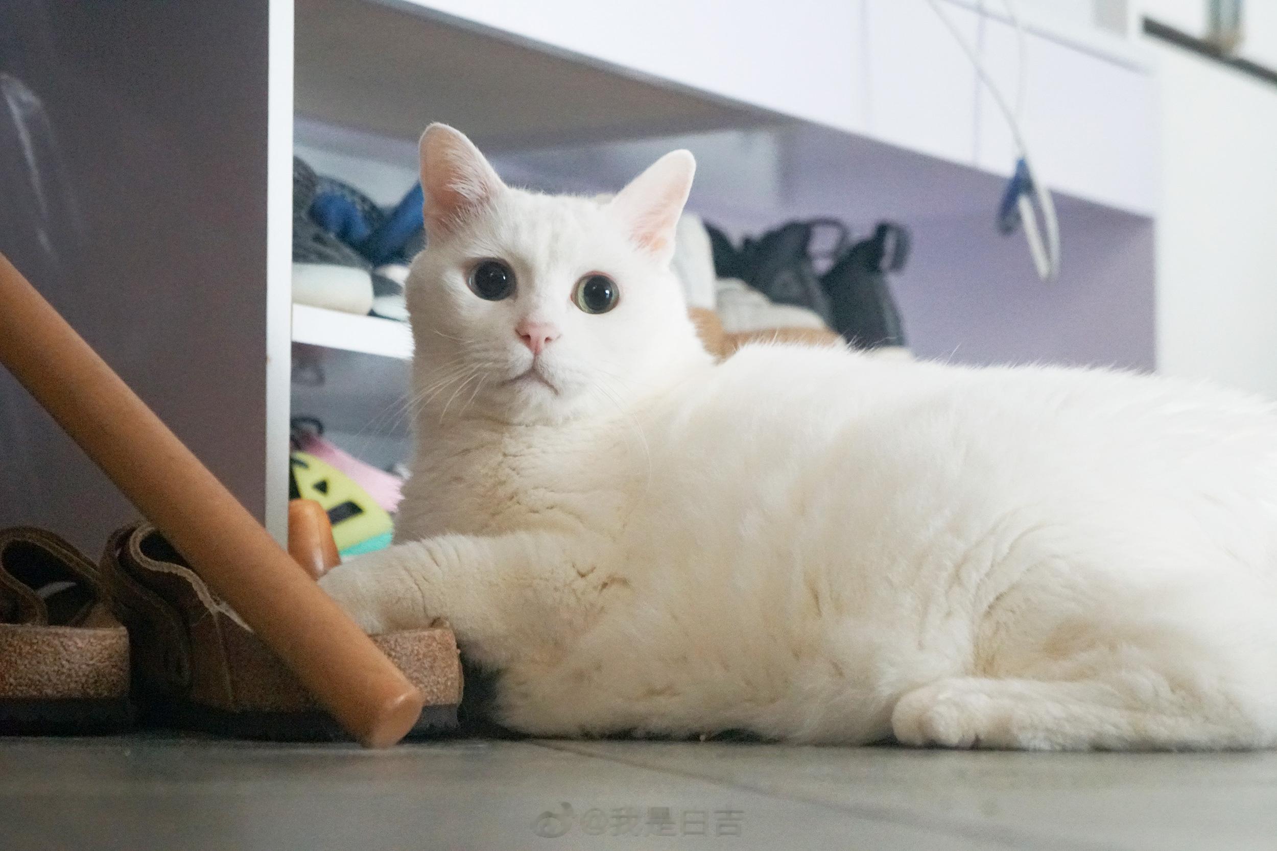 你們有看過那麼帥的貓嗎？他叫白肥軟⋯噢，不是，他叫張白吉。 ​​​