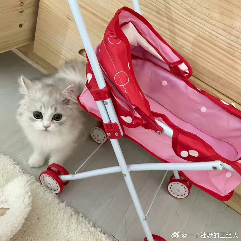 不丢小时候还没有小推车大的小丢😺 