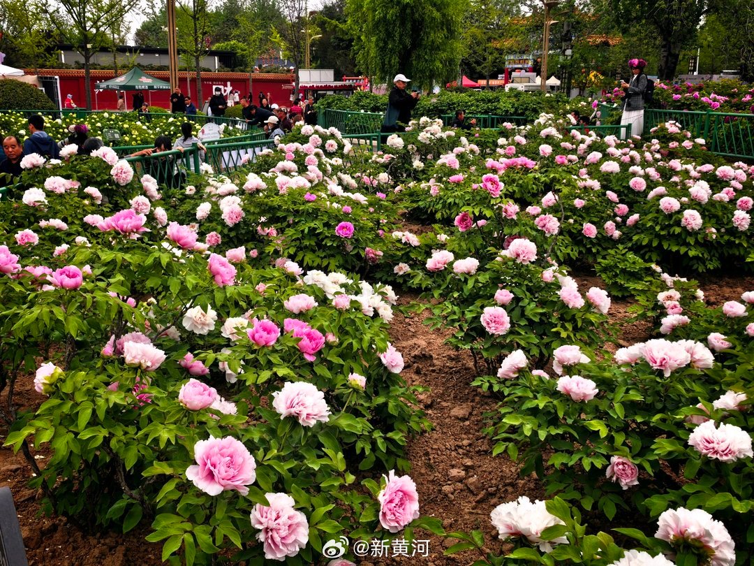 【不多见！#菏泽迎来牡丹芍药无缝赏花期#】暮春四月，万物芳华，“中国牡丹之都”菏