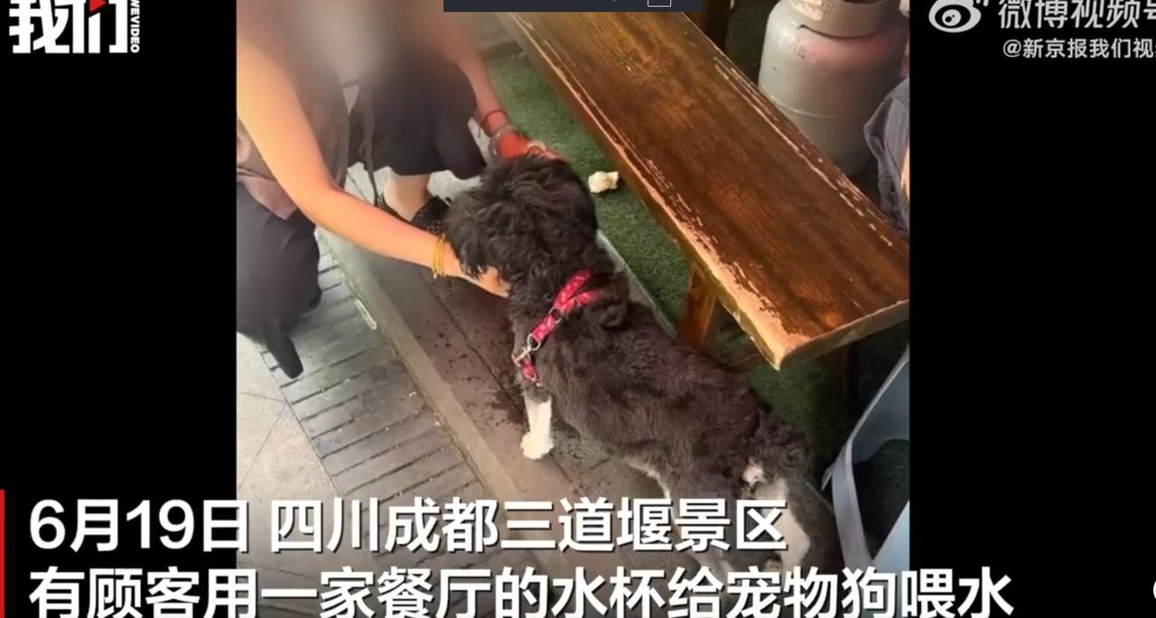 [发怒]毫无边界感！四川成都，一顾客在景区餐厅将瓶装水倒进玻璃杯，直接让宠物狗舔