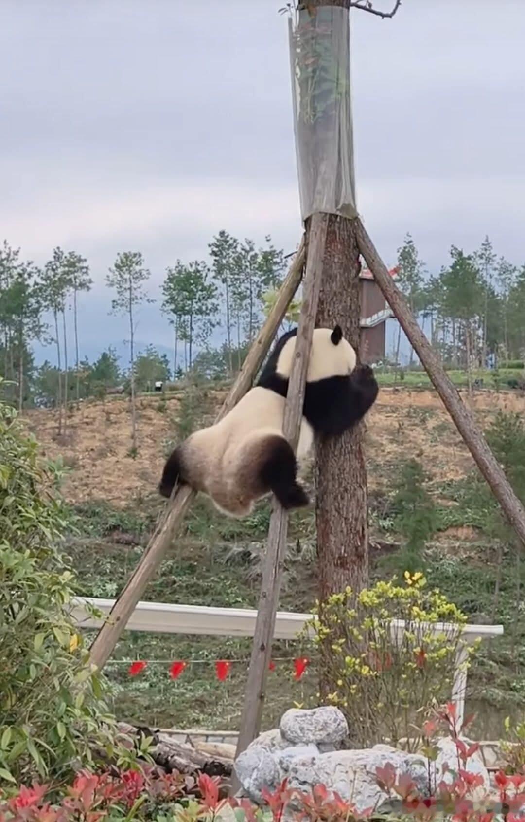 升谊爬树小尾巴都在用力：爬树，爬不一样的树 ​​​