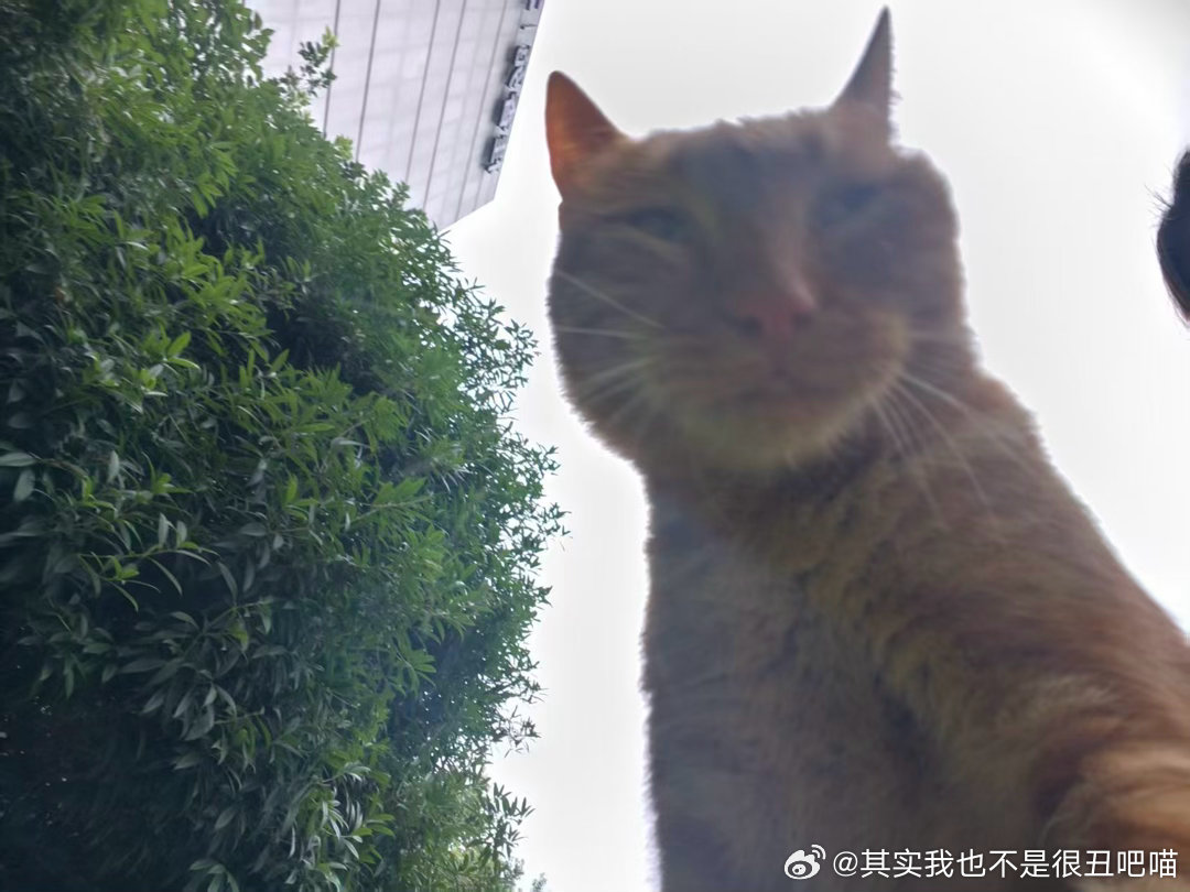 50099【丑猫】丫头，喜不喜欢叔 