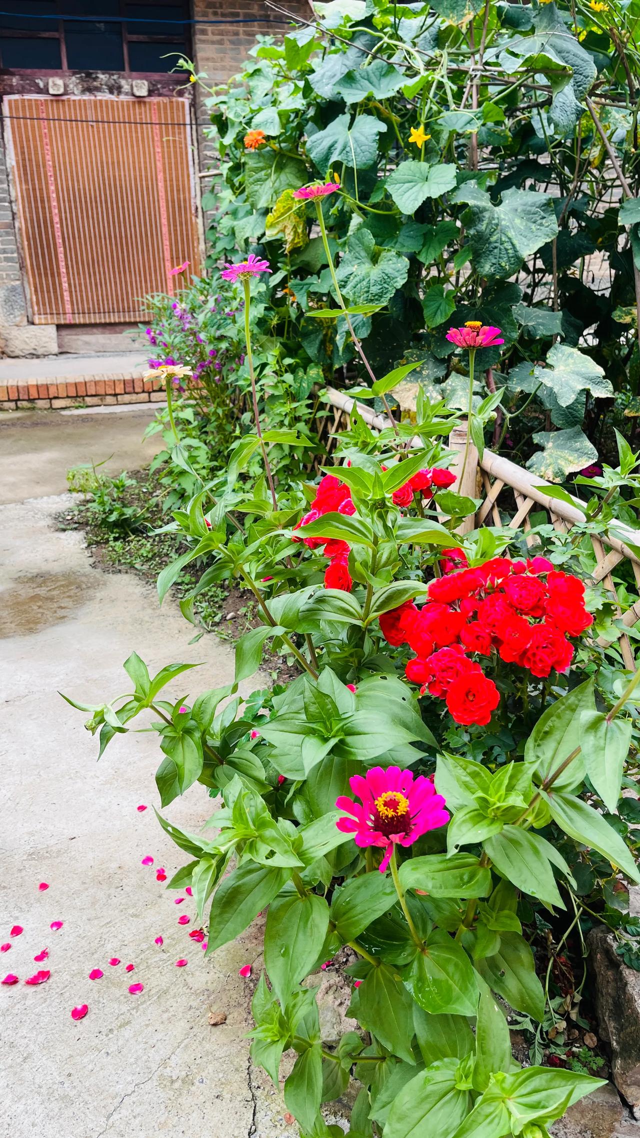 今天立秋，我也晒晒山里小院，自己种的原生态的各种菜真吃不完，想吃的约吆[大笑]晒